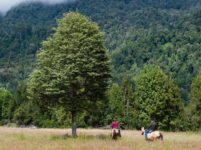 Two riders cross a meadow with a lone tree and native forest behind